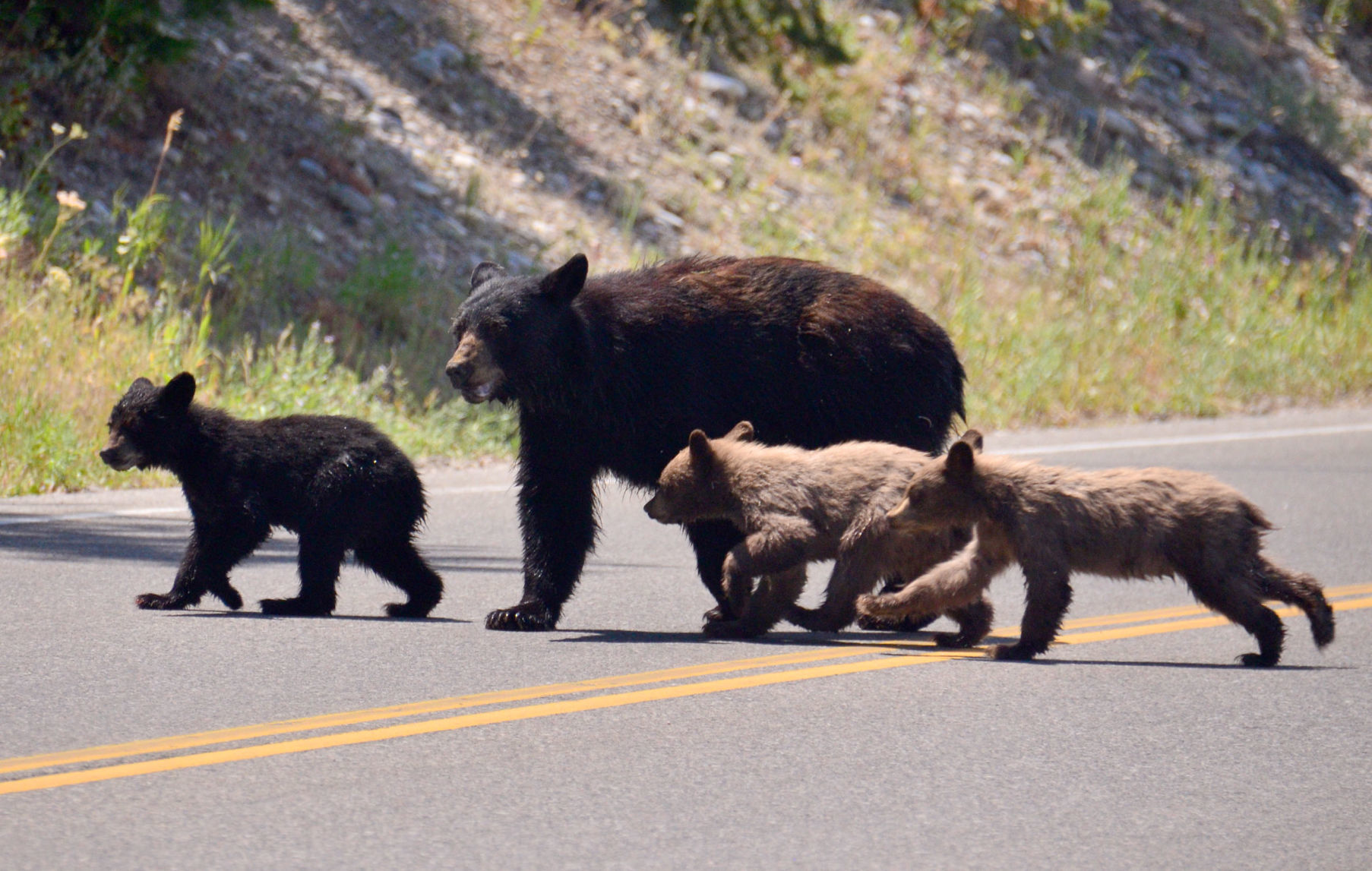 Fed bear dead bear